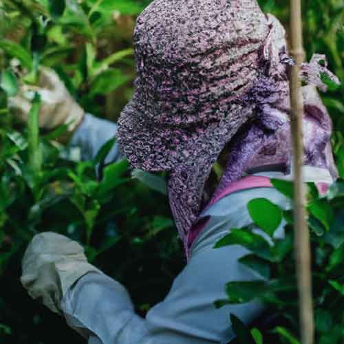 japanese tea farmers picking first harvest to make tencha