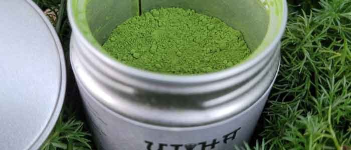 can of ujiha ceremonial grade matcha on ferns