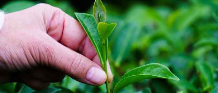 first harvest hand picking tea leaves