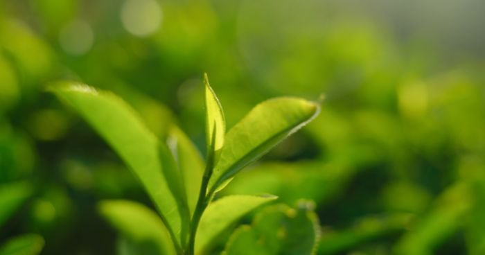 tea leaves ready to be picked for nibancha
