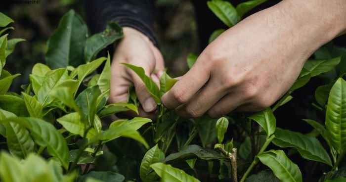 tea farmer ichibancha time