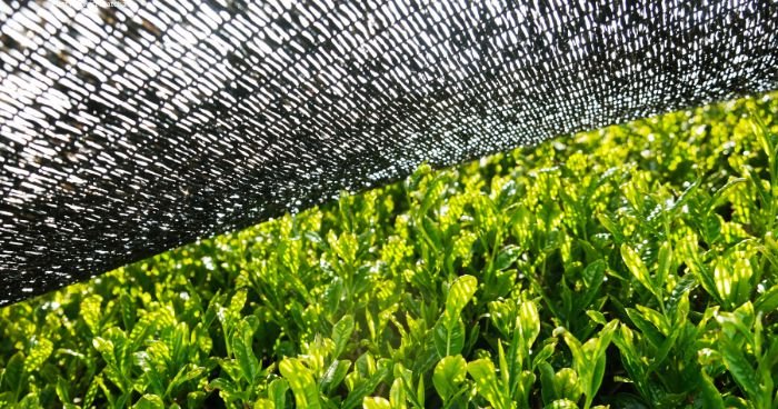 tea plants grown in the shade