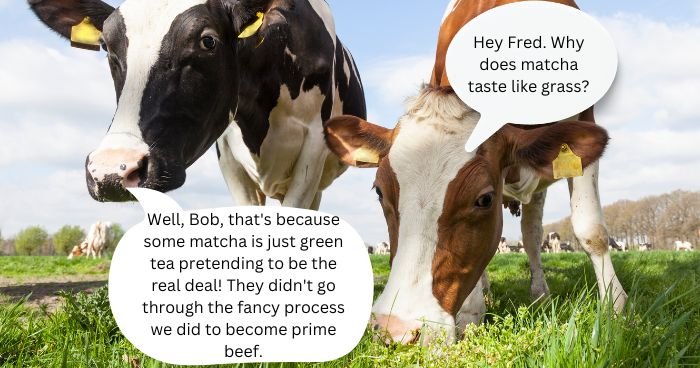two cows having a conversation about why matcha taste like grass